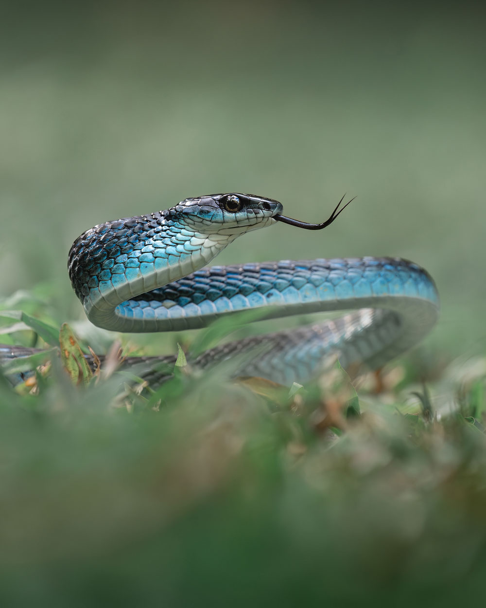 Wildlife Photography - Image of snake