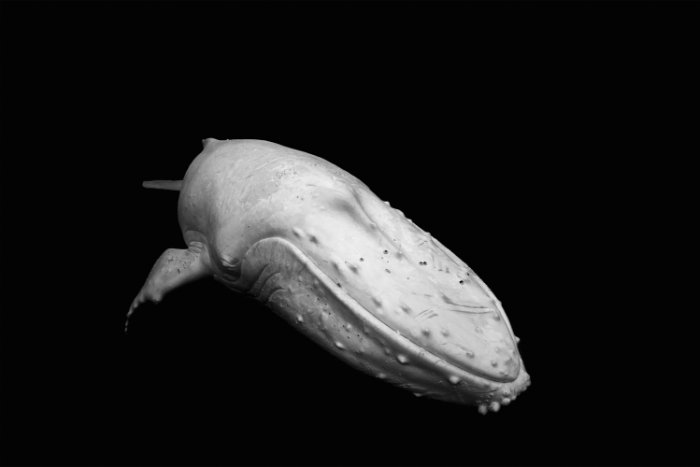 Migaloo