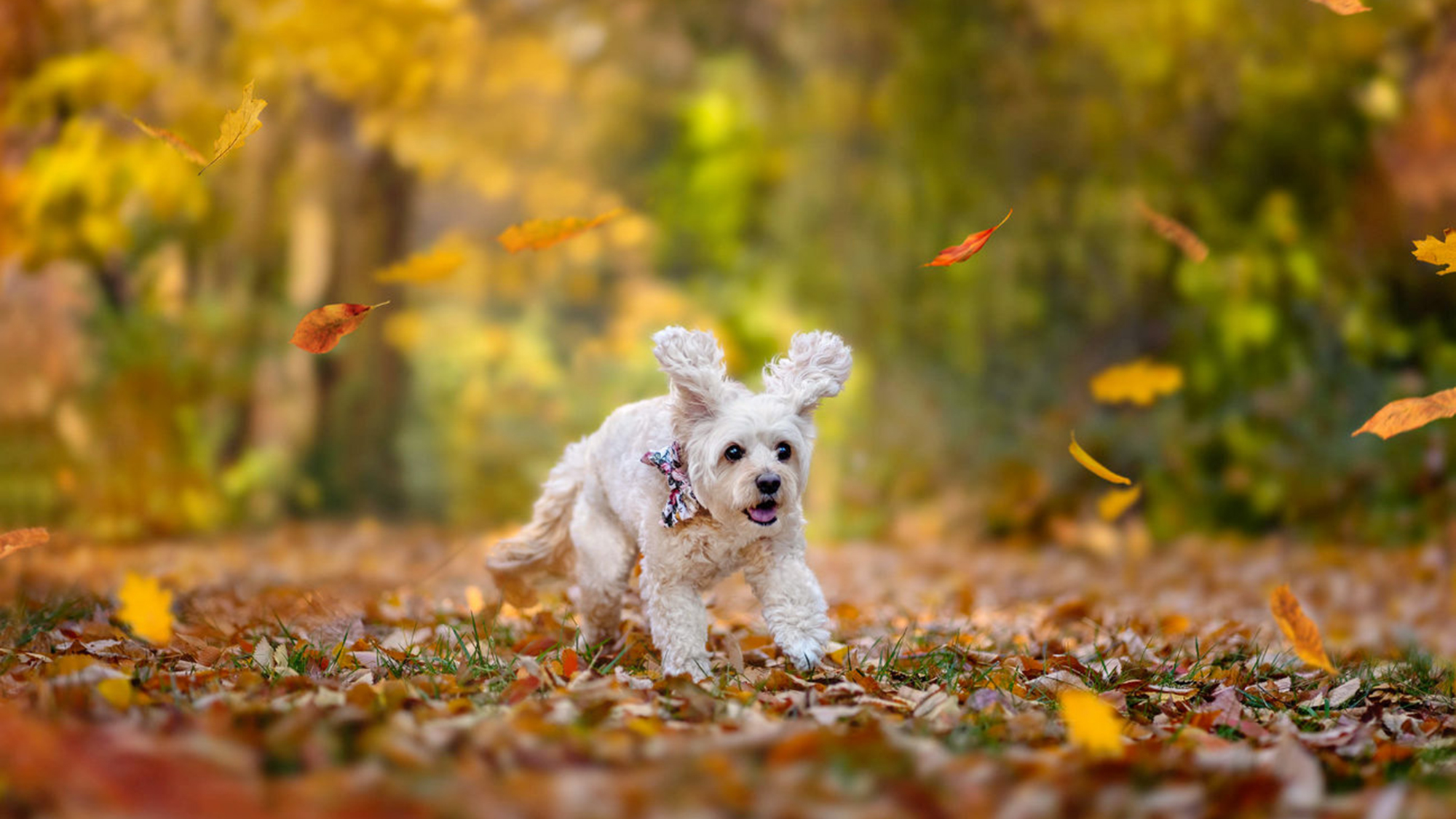 Running in autumn leaves