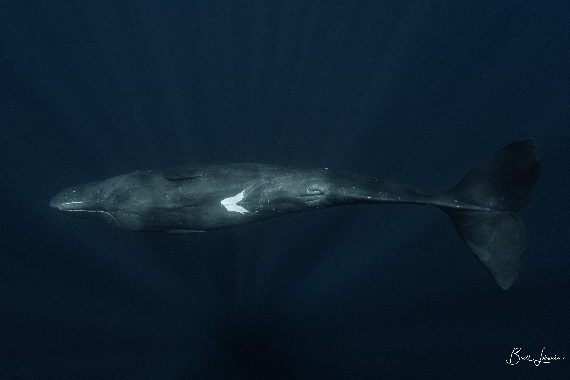 Sperm Whale 