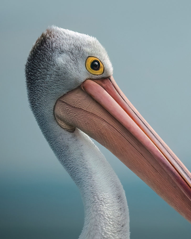 Wildlife Photo