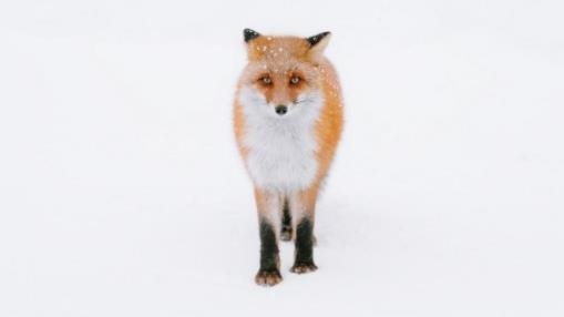 Hokkaido Red Fox
