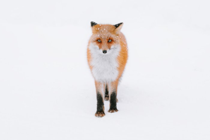 Hokkaido Red Fox
