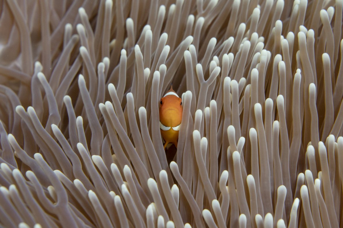 Nemo
