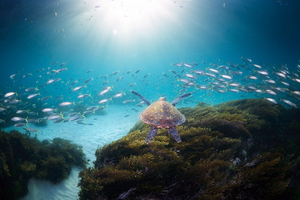 Sealife Photo