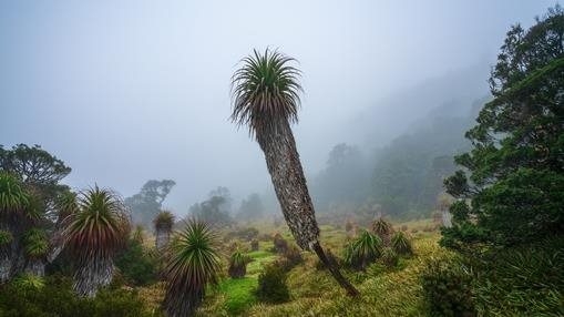 Tall Pandani in Mist