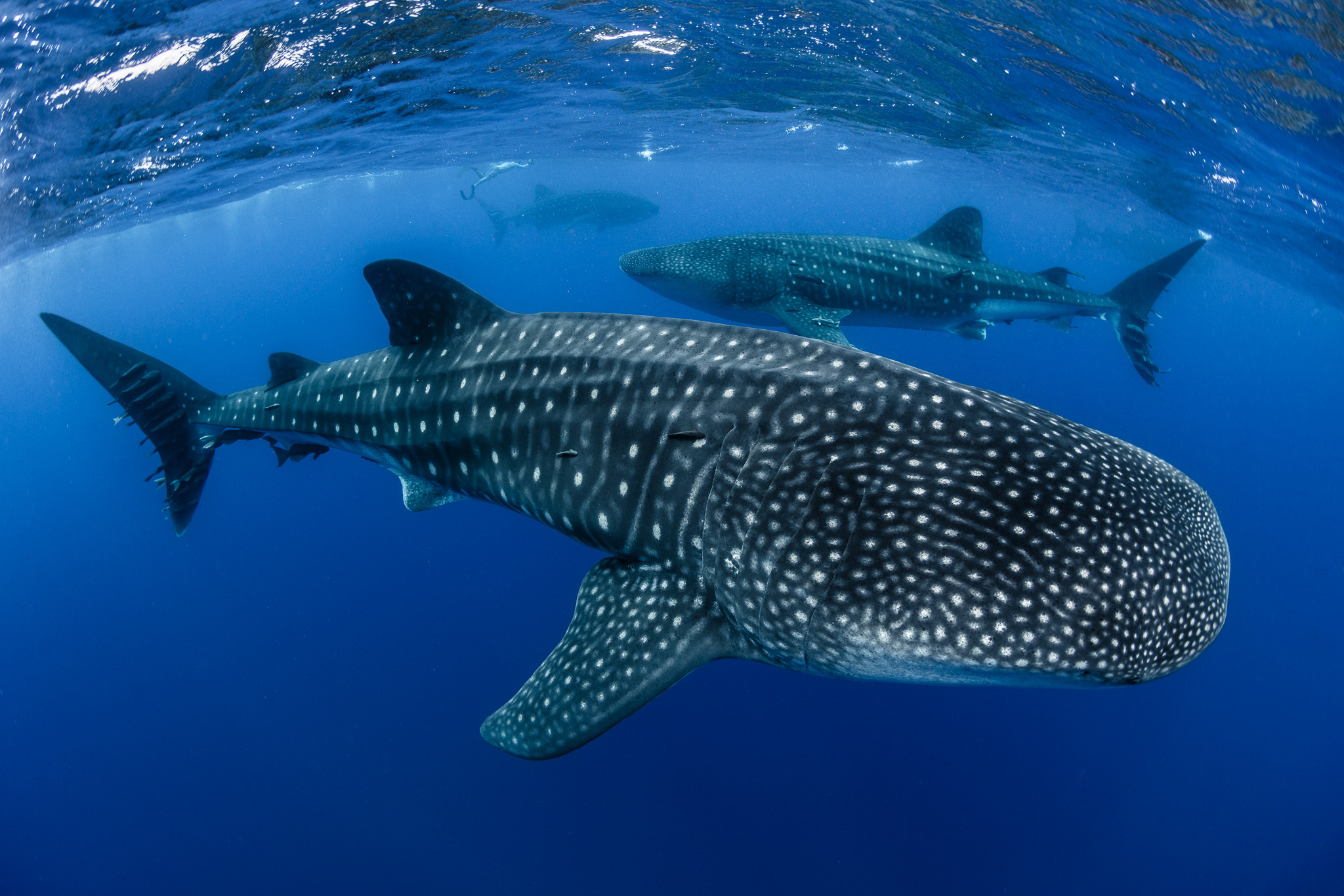 Photo by Simon Pierce