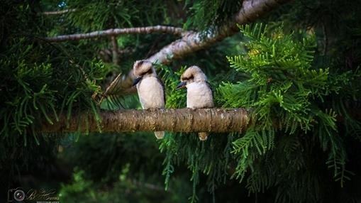 "Kookaburras"  Queens park Toowoomba Queensland.