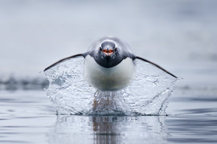 Taking flight