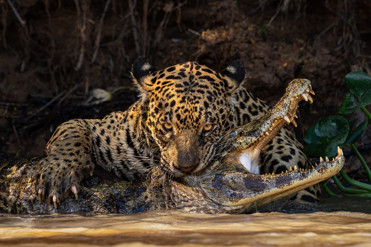 Photo by Ian Ford, 2024 SWPA Natural World & Wildlife Category Winner