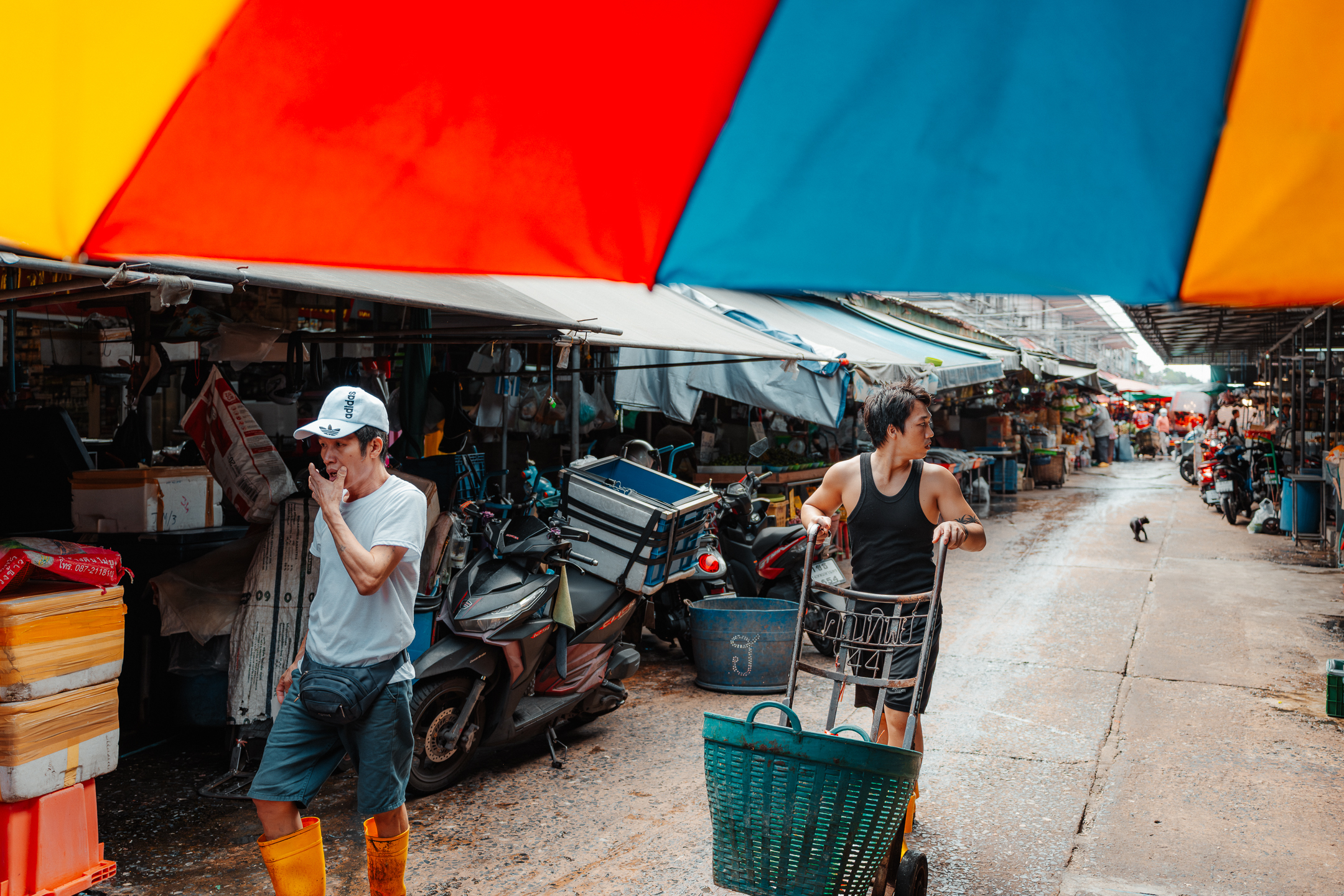 Photo by Scott Howes