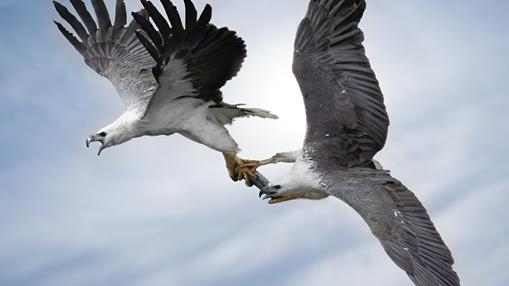 Sea Eagles Fighting