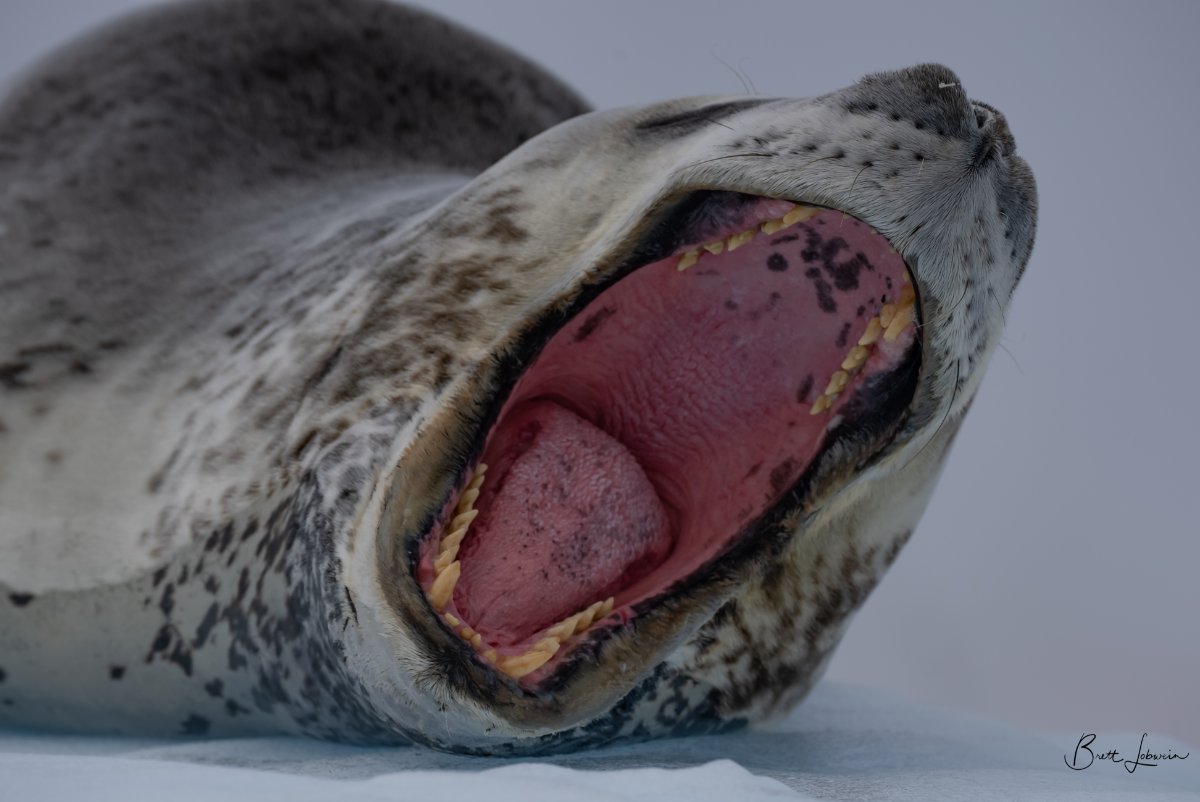 Open Wide