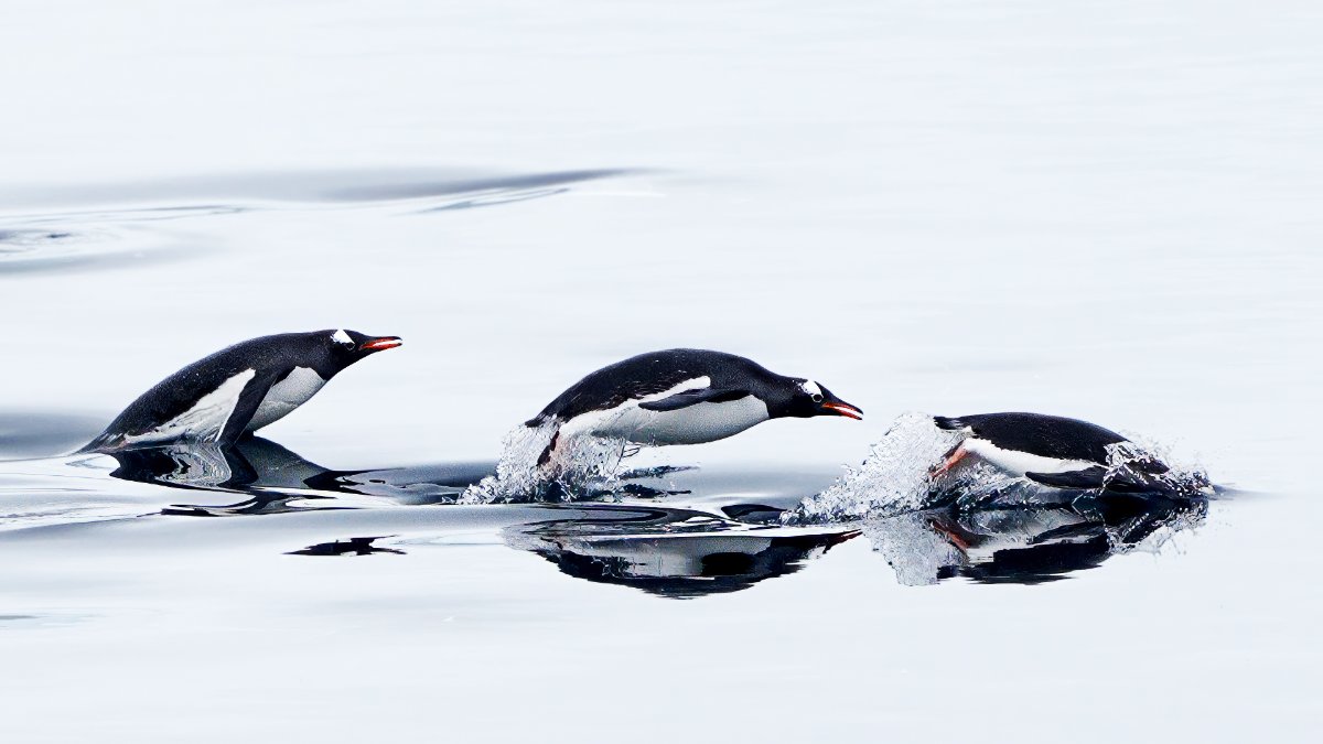 Best of Antarctica: Whale Journey  with Robin Moon