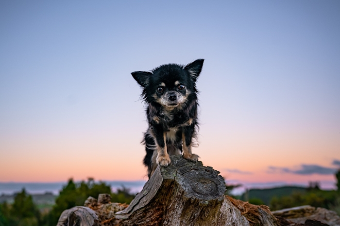 Top Of The World
