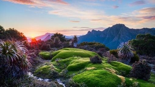 Sunrise over Cushion Plant