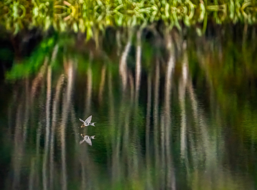 Nature Photography