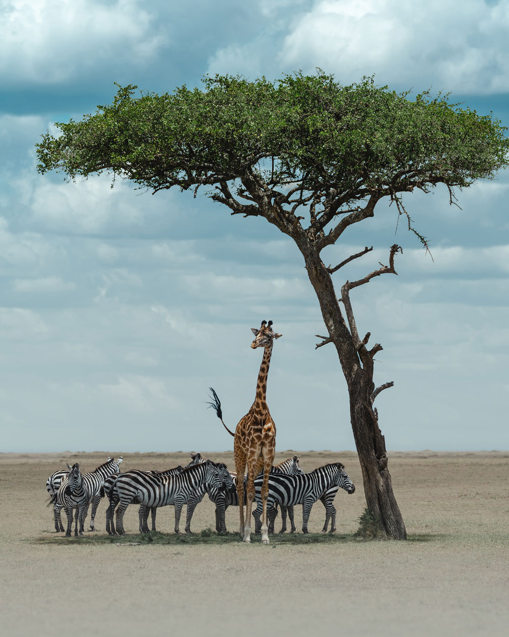 Wildlife Photography - Image of giraffe and zebras under a tree 