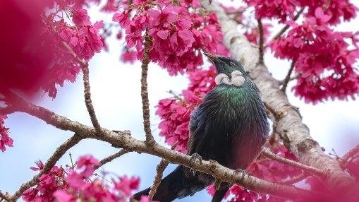 Tui in Cherry Blossom