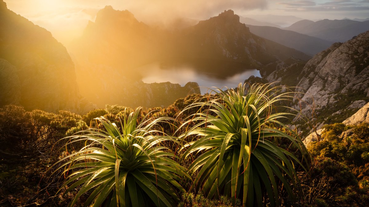 Golden Pandani, Southwest National Park, Tasmania