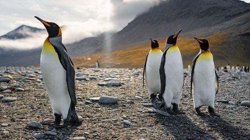 Kings at St Andrews Bay, Antarctica