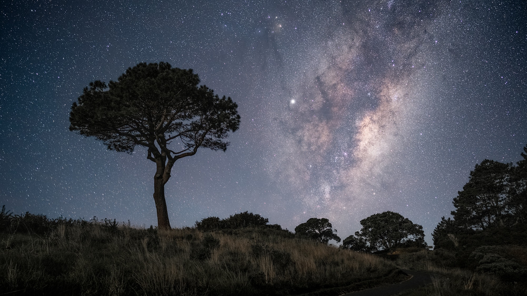 Memorial Tree Milky Way