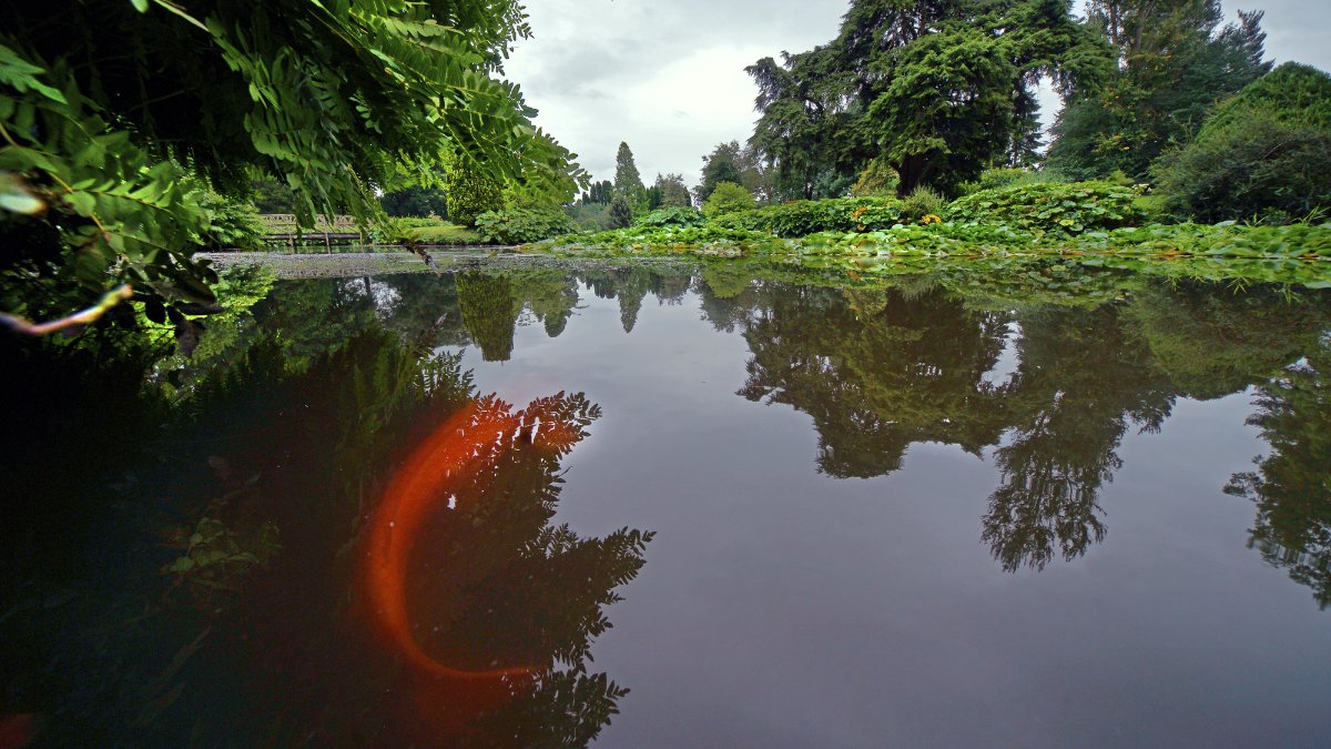 Koi carp in English lake