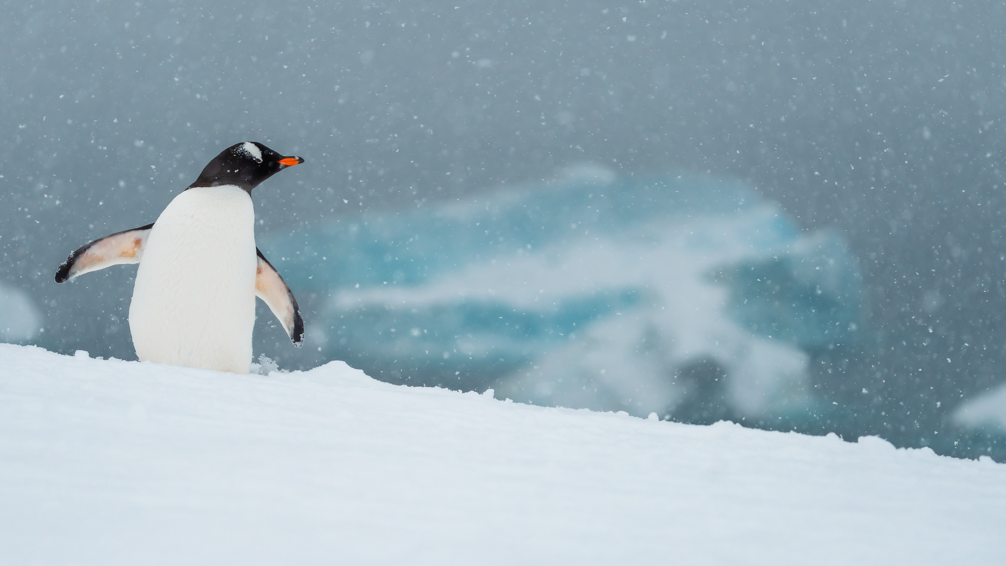 A Gentoo penguin at Damoy Point, Antractica
