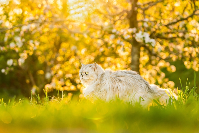 Golden Glow