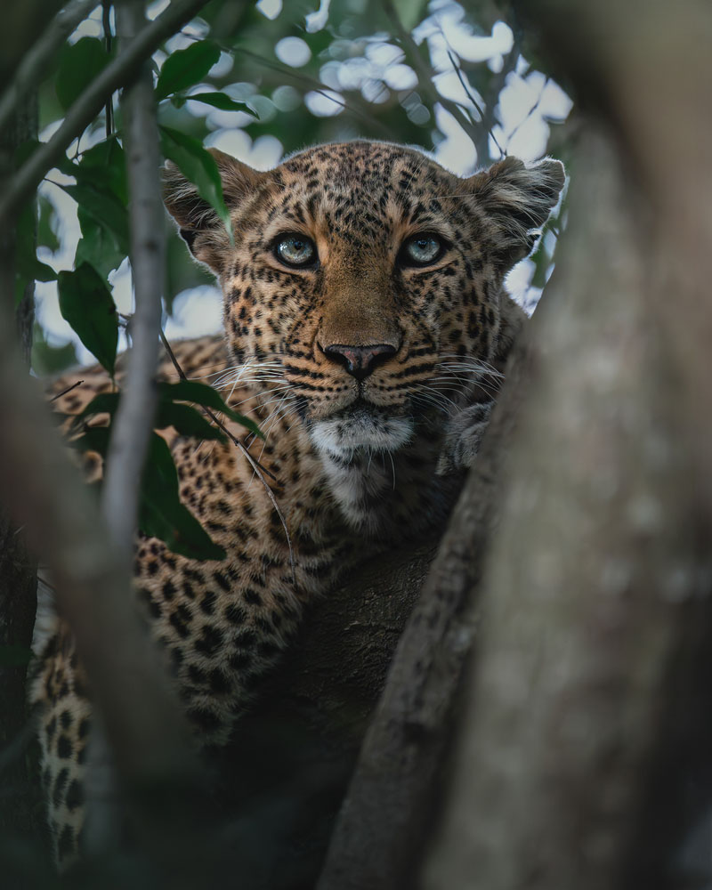 Wildlife Photo