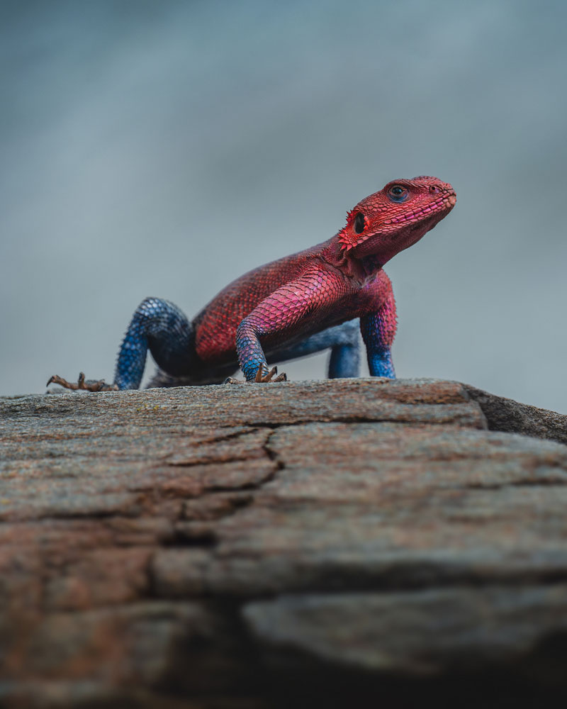 Wildlife Photo